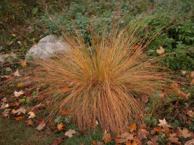 Sporobolus różnołuskowy - sadzonki P9 | Byliny Farm