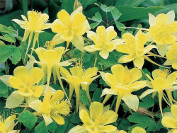 orlik Spring Magic Yellow - aquilegia caerulea Spring Magic Yellow
