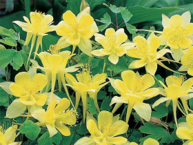 Orlik 'Spring Magic Yellow' - sadzonki P9 | Byliny Farm