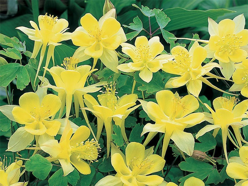Orlik 'Spring Magic Yellow' - żółte kwiaty z bliska