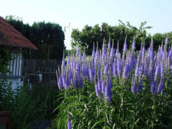 Przetacznik długolistny (Veronica) - sadzonki P9 | Byliny Farm