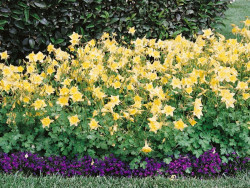 Orlik 'Spring Magic Yellow' - kwitnące kępy na obrzeżu rabaty