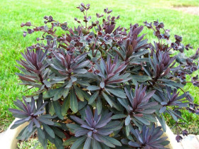 Wilczomlecz migdałolistny Walberton's Ruby Glow - sadzonki | Byliny Farm