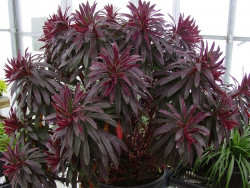 Wilczomlecz migdałolistny Walberton's Ruby Glow - sadzonki | Byliny Farm