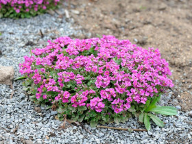 Gęsiówka kaukaska 'Deep Rose' - sadzonki P9 | Byliny Farm