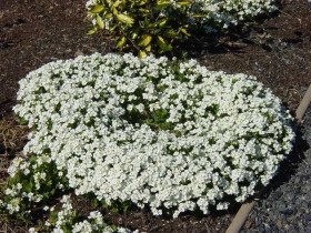 Gęsiówka kaukaska 'White' - sadzonki P9 | Byliny Farm