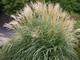 Miskant chiński 'Adagio' - sadzonki 1L | Byliny Farm