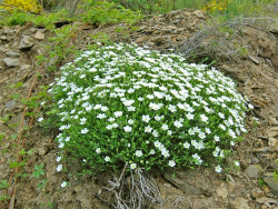 Piaskowiec górski 'Ronda White' - sadzonki P9 | Byliny Farm
