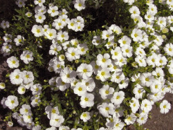 Piaskowiec górski 'Ronda White' - sadzonki P9 | Byliny Farm