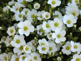 Piaskowiec górski 'Ronda White' - sadzonki P9 | Byliny Farm