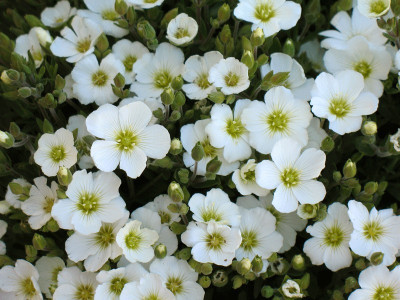 Piaskowiec górski 'Ronda White' - sadzonki P9 | Byliny Farm