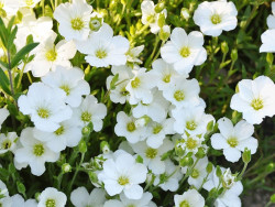 Piaskowiec górski 'Ronda White' - sadzonki P9 | Byliny Farm