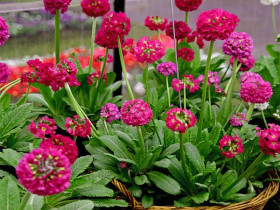 Pierwiosnek kulisty 'Deep Rose' - sadzonki P9 | Byliny Farm