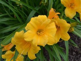 Liliowiec 'Stella de Oro' - sadzonki 1L | Byliny Farm