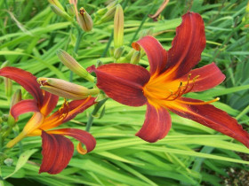Liliowiec 'Red Magic' - sadzonki 1L | Byliny Farm