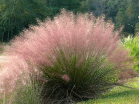 Trawa włosowata (Muhlenbergia) - sadzonki P9 | Byliny Farm