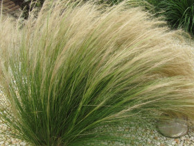 Ostnica mocna 'Pony Tails' - sadzonki P9 | Byliny Farm