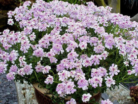 Ubiorek 'Pink Ice' - sadzonki P9 | Byliny Farm