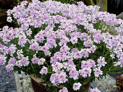 Ubiorek 'Pink Ice' - sadzonki P9 | Byliny Farm