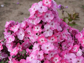 Płomyk wiechowaty 'Flame Pink Eye' - sadzonki P9 | Byliny Farm