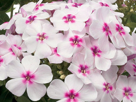 Płomyk wiechowaty 'Flame White Eye' - sadzonki P9 | Byliny Farm
