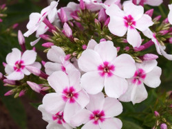 Płomyk wiechowaty 'Flame White Eye' - sadzonki P9 | Byliny Farm