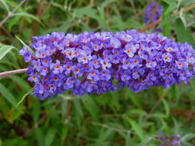 Budleja Dawida 'Nanho Blue' - sadzonki P9 | Byliny Farm
