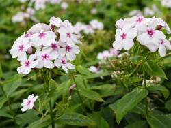 Płomyk wiechowaty 'Flame White Eye' - sadzonki P9 | Byliny Farm