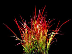 Imperata cylindryczna 'Red Baron' - sadzonki P9 | Byliny Farm