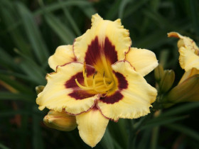 Liliowiec 'El Desperado' - sadzonki 1L | Byliny Farm