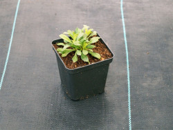 Lepnica 'Splendens' - sadzonki P9 | Byliny Farm