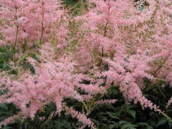 Tawułka japońska 'Peach Blossom' - sadzonki P11 | Byliny Farm