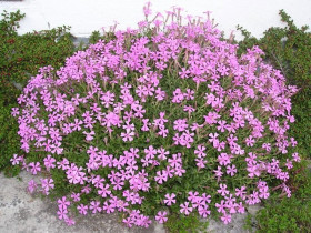 Lepnica 'Splendens' - sadzonki P9 | Byliny Farm