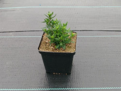 Piaskowiec górski 'Ronda White' - sadzonki P9 | Byliny Farm