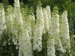 Ostróżka biała 'Galahad' - sadzonki P9 | Byliny Farm