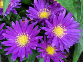 Aster krzaczasty 'Island Samoa' - sadzonki P9 | Byliny Farm