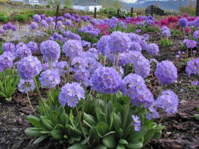 Pierwiosnek kulisty 'Blue Selection' - sadzonki P9 | Byliny Farm