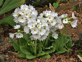 Pierwiosnek kulisty 'White' - sadzonki P9 | Byliny Farm