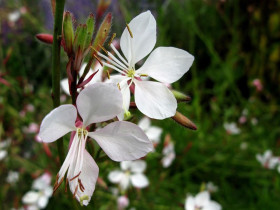 Gaura biała Whirling Butterflies - sadzonki P9 | Byliny Farm