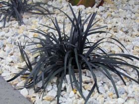 Konwalnik czarny 'Nigrescens' - sadzonki | Byliny Farm