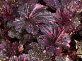 Żurawka 'Midnight Rose' - sadzonki C0,7 | Byliny Farm