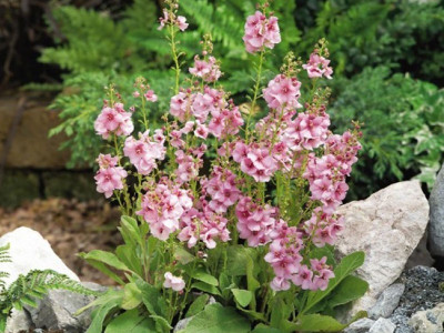 Dziewanna 'Rosie' - sadzonki C0,7 | Byliny Farm
