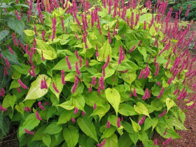 Rdest 'Golden Arrow' - sadzonki C0,7 | Byliny Farm