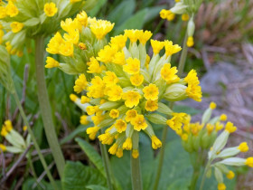 Pierwiosnek lekarski 'Cabrillo Yellow' - sadzonki P9 | Byliny Farm