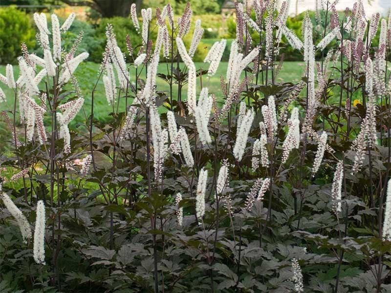 Świecznica 'Brunette' (pluskwica) - sadzonki | Byliny Farm