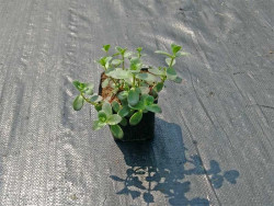 Rozchodnik 'Sunsparkler Firecracker' - sadzonki P9 | Byliny Farm