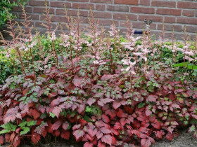 Tawułka 'Color Flash' - sadzonki 1L | Byliny Farm