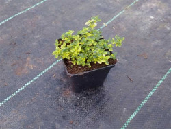 Macierzanka cytrynowa 'Doone Valley' - sadzonka w doniczce P9