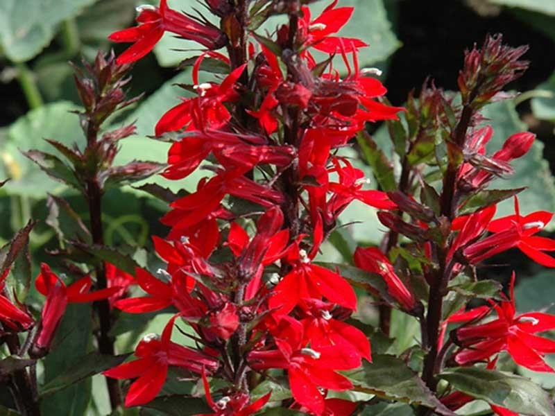 Lobelia okazała 'Starship Scarlet' - sadzonki P9 | Byliny Farm