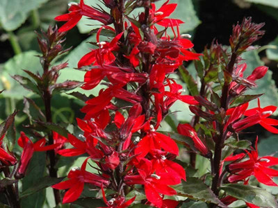 Lobelia okazała 'Starship Scarlet' - sadzonki P9 | Byliny Farm